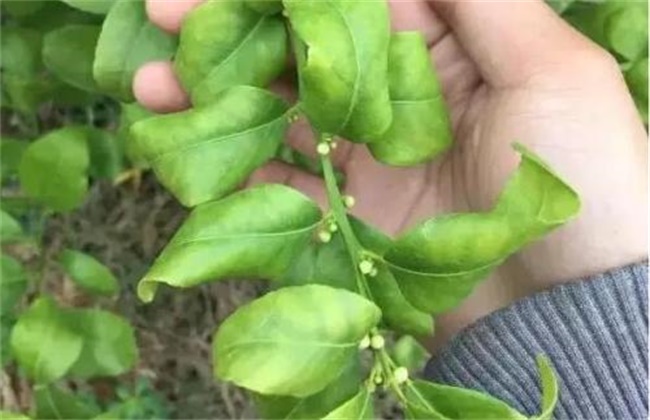 柑橘春季管理要点