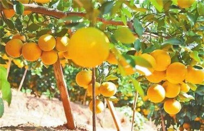 褚橙 价格 多少钱一斤