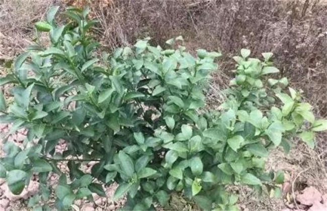 柑橘春季管理要点