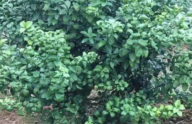 柑橘春季管理要点