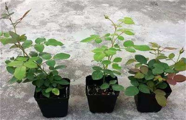 月季花 繁殖 方法