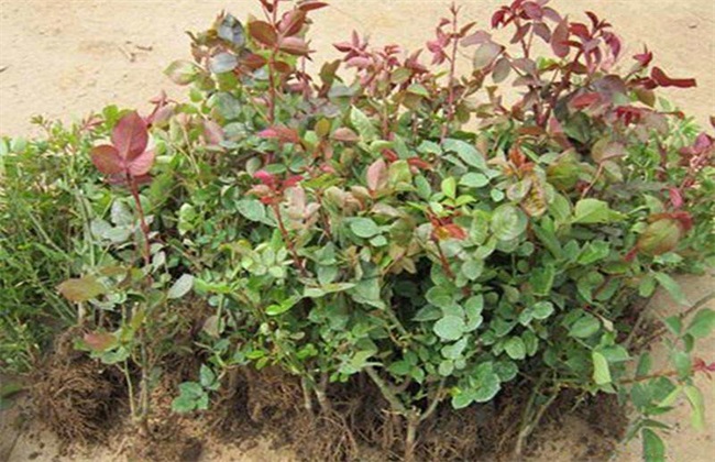 月季花 繁殖 方法