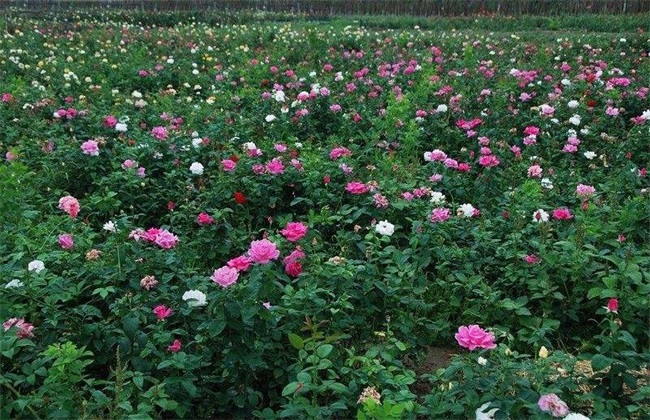 月季花 繁殖 方法