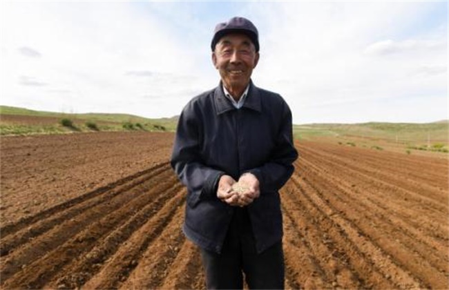 燕麦播种时间和方法