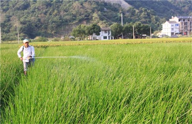 荸荠 田间管理 要点