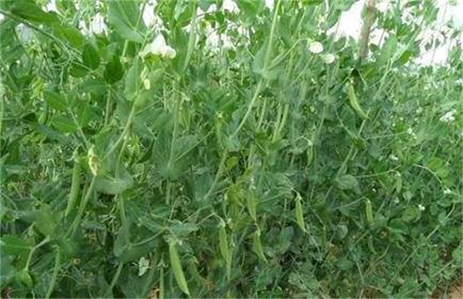 豌豆春季管理要点