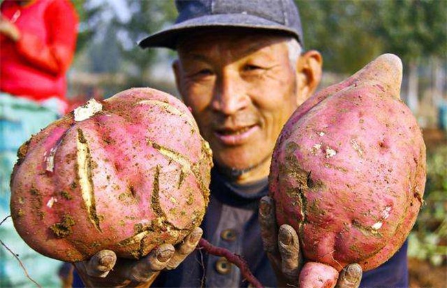 红薯裂皮原因及防治方法