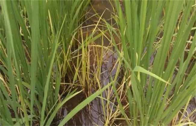 水稻药害症状及防治方法