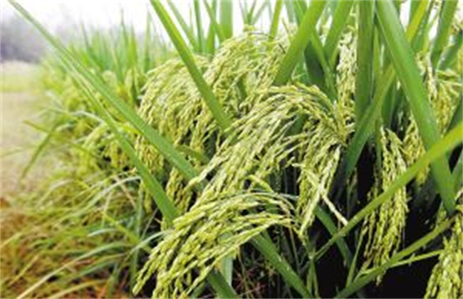 水稻肥害症状及防治措施
