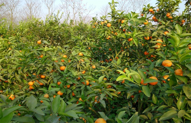 沙糖桔 种植 技术