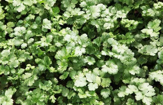 香菜 种植 技术