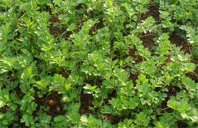 香菜 种植 技术