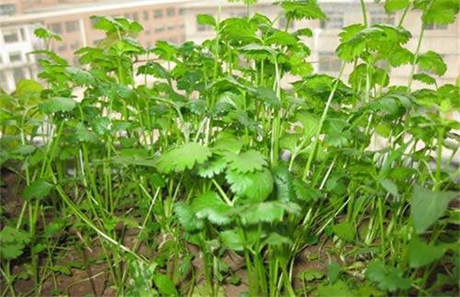 香菜 种植 技术