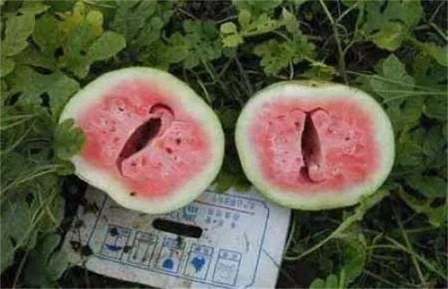 西瓜空心的原因及预防方法