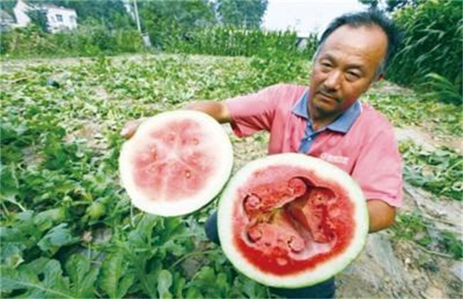 西瓜空心的原因及预防方法