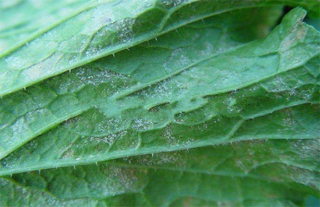 娃娃菜病虫害防治技术