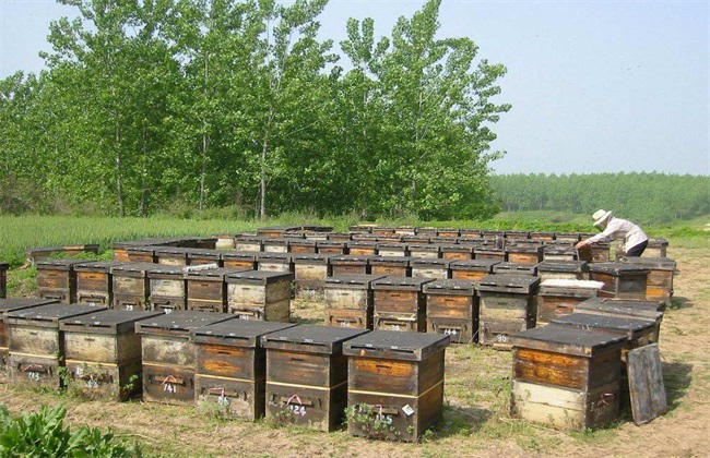 蜜蜂 养殖 技术