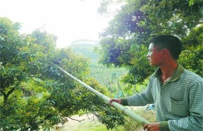 荔枝坐果率低怎么办