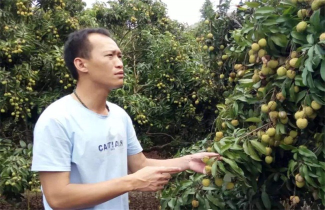 荔枝坐果率低怎么办