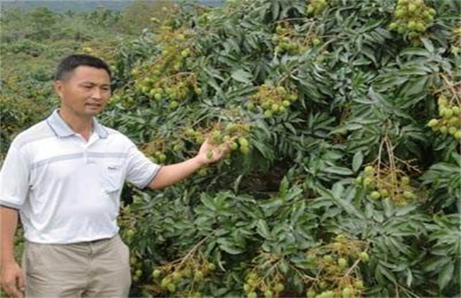 荔枝坐果率低怎么办