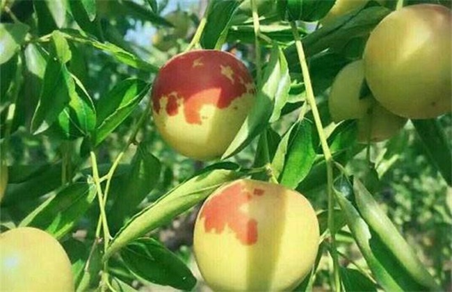 枣树裂果原因及防治措施