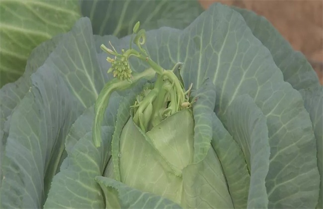 甘蓝抽薹原因及预防方法