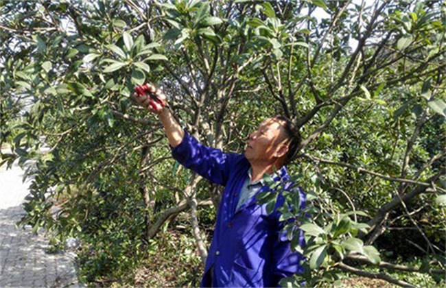 杨梅的修剪时间和方法