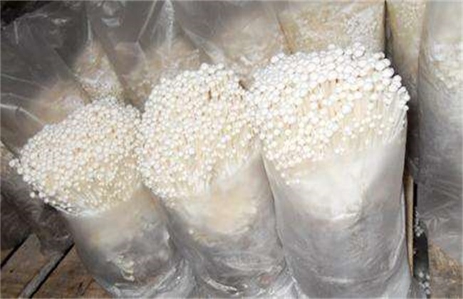 金针菇 栽培 技术