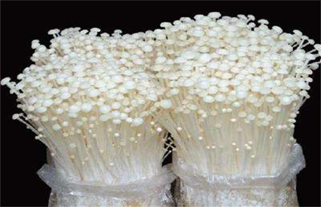金针菇 栽培 技术