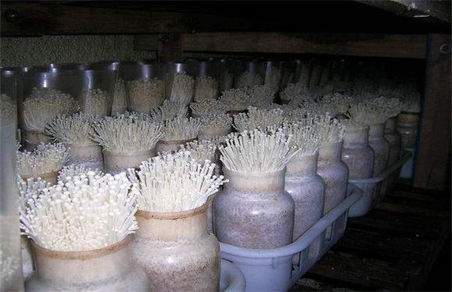金针菇 栽培 技术