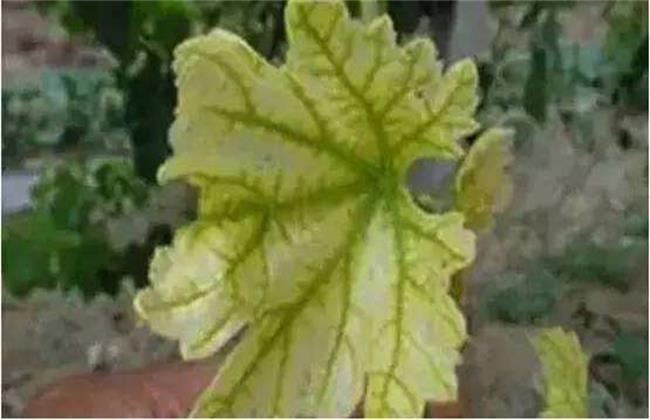 葡萄缺素症