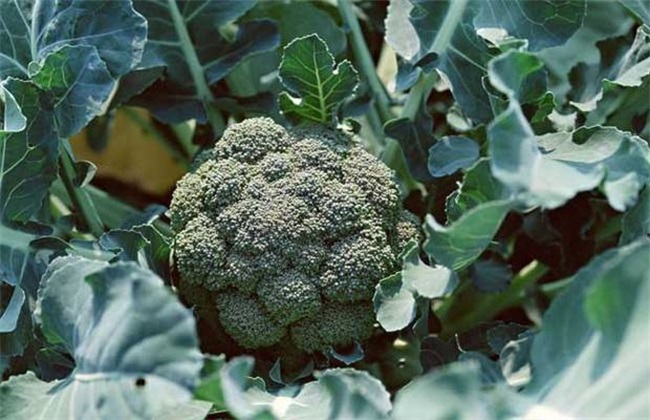 西兰花 种植 技术