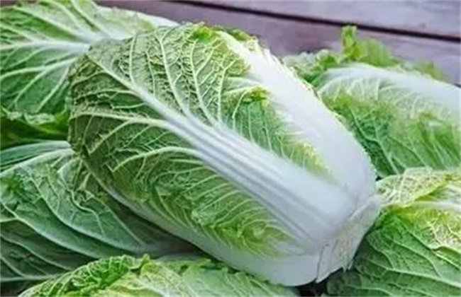 娃娃菜和白菜的区别