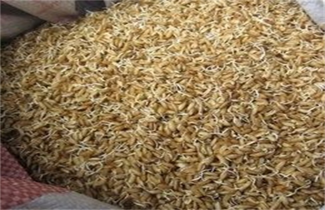 如何提高 水稻种子 发芽率