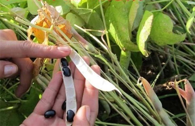 黑豆花荚脱落的预防措施