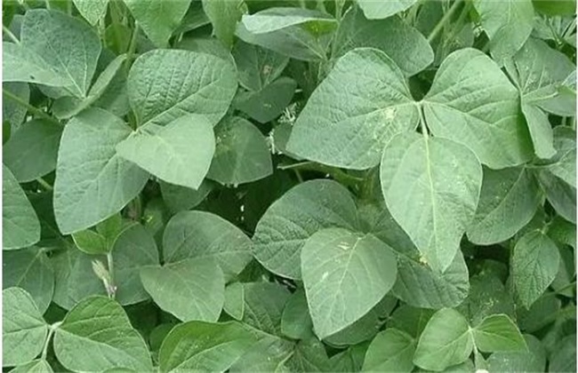黑豆花荚脱落的预防措施