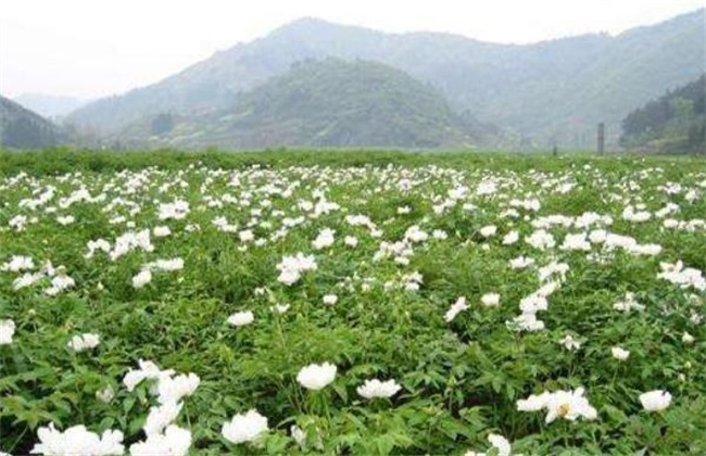 白芍 价格 多少钱一斤
