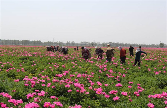 白芍 价格 多少钱一斤
