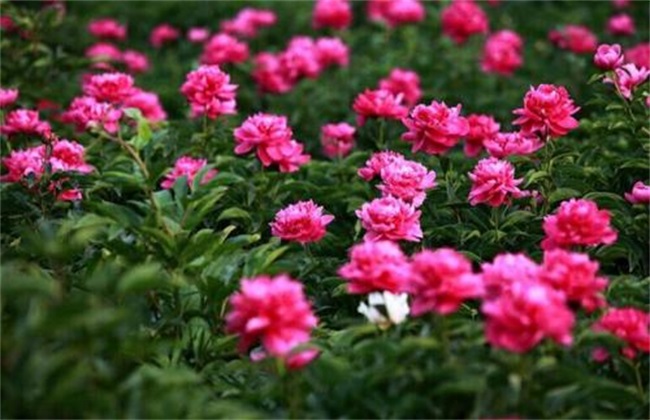 白芍 价格 多少钱一斤
