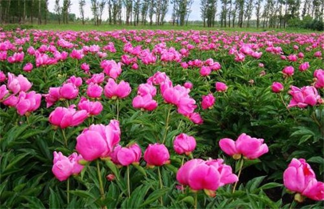 白芍 价格 多少钱一斤