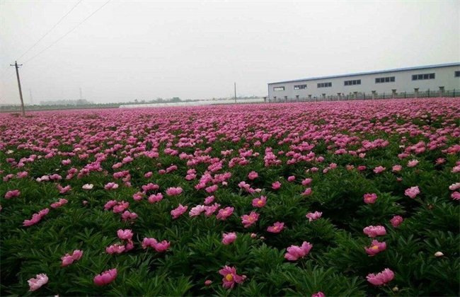白芍 价格 多少钱一斤