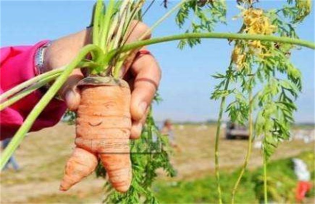 胡萝卜畸形的原因及防治方法