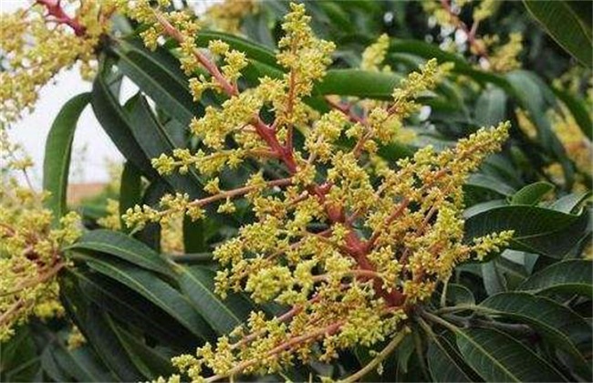 芒果早开花的预防措施