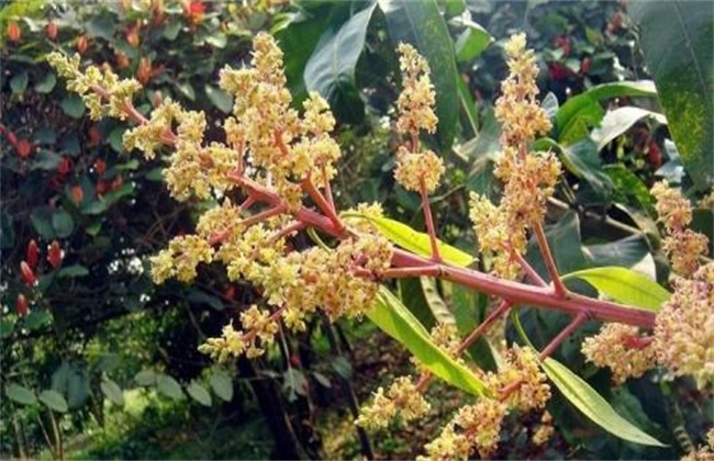 芒果早开花的预防措施