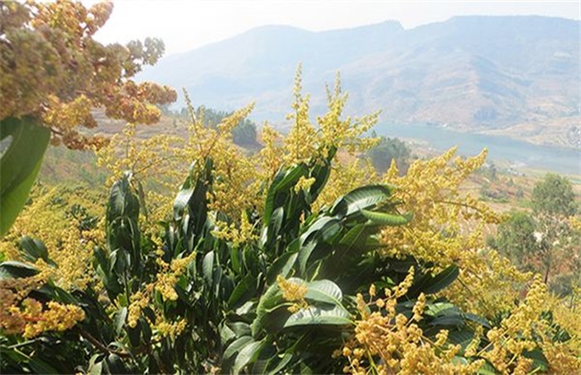 芒果早开花的预防措施