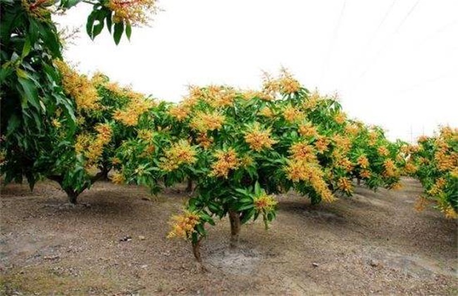 芒果早开花的预防措施
