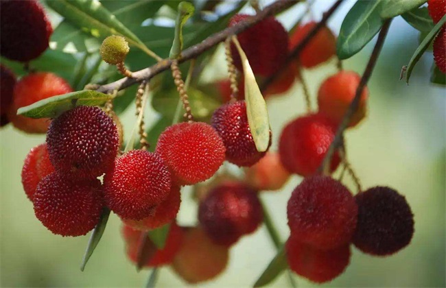 杨梅 繁殖 方法