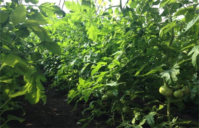 番茄肥害症状及防治措施