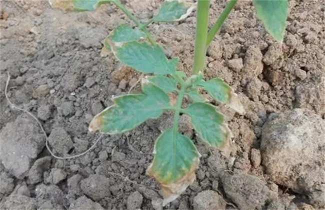 番茄肥害症状及防治措施