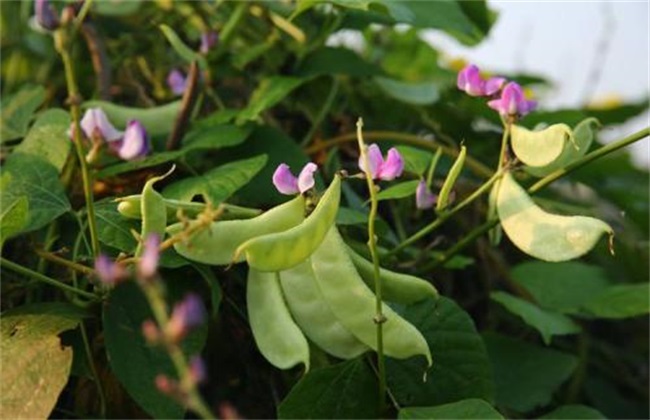 扁豆 田间管理 要点